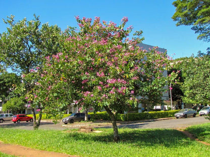 Bauhinia Blakeana Tree - شجرة البوهينيا