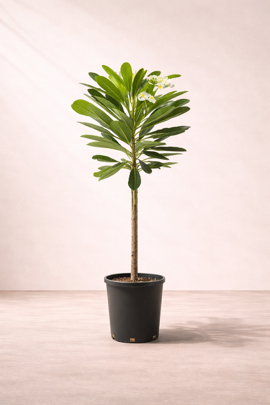 Plumeria Obtusa Tree - شجرة الفتنة