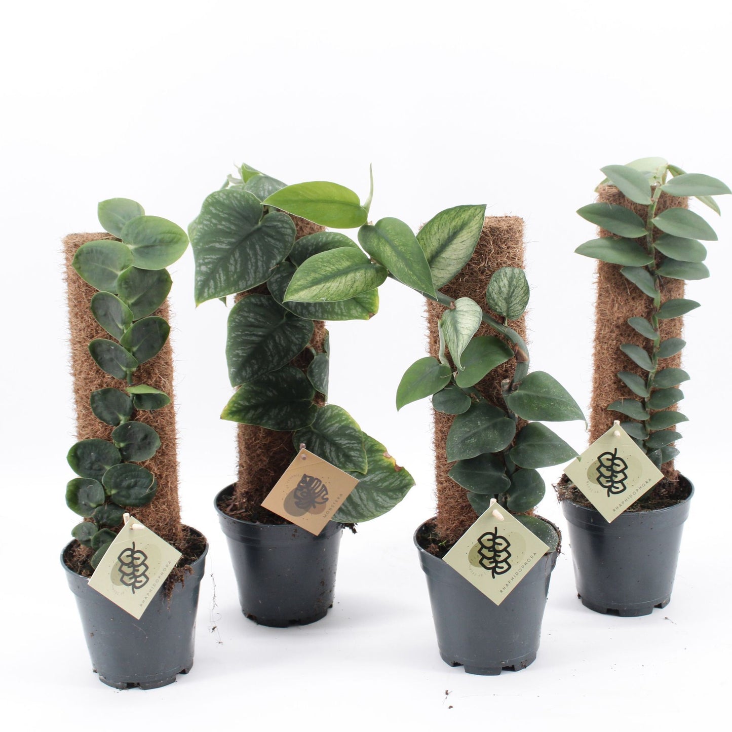 Monstera Plant Mix on Moss Pole - Indoor House Plant - نبات داخلي