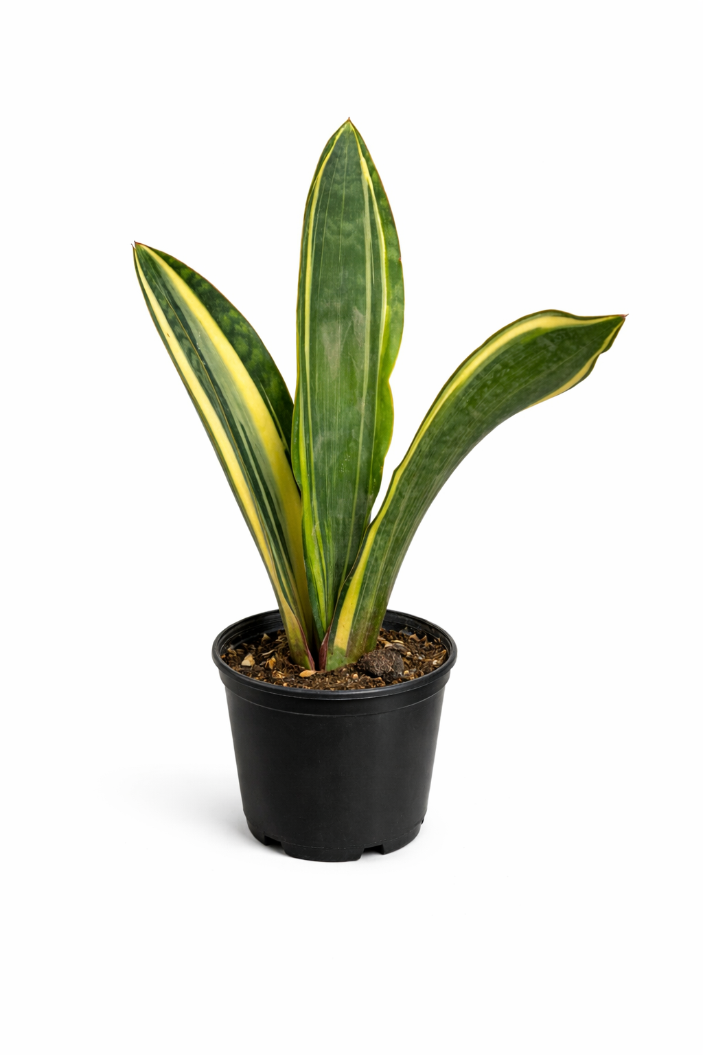 Sansevieria Whale...