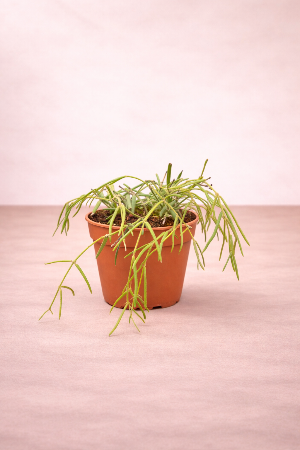 Hoya Linearis - نبات داخلي