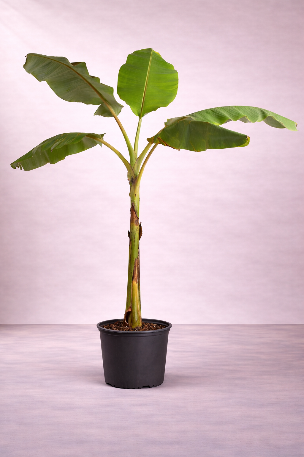 Banana Tree - Fruit Tree - شجرة الموز