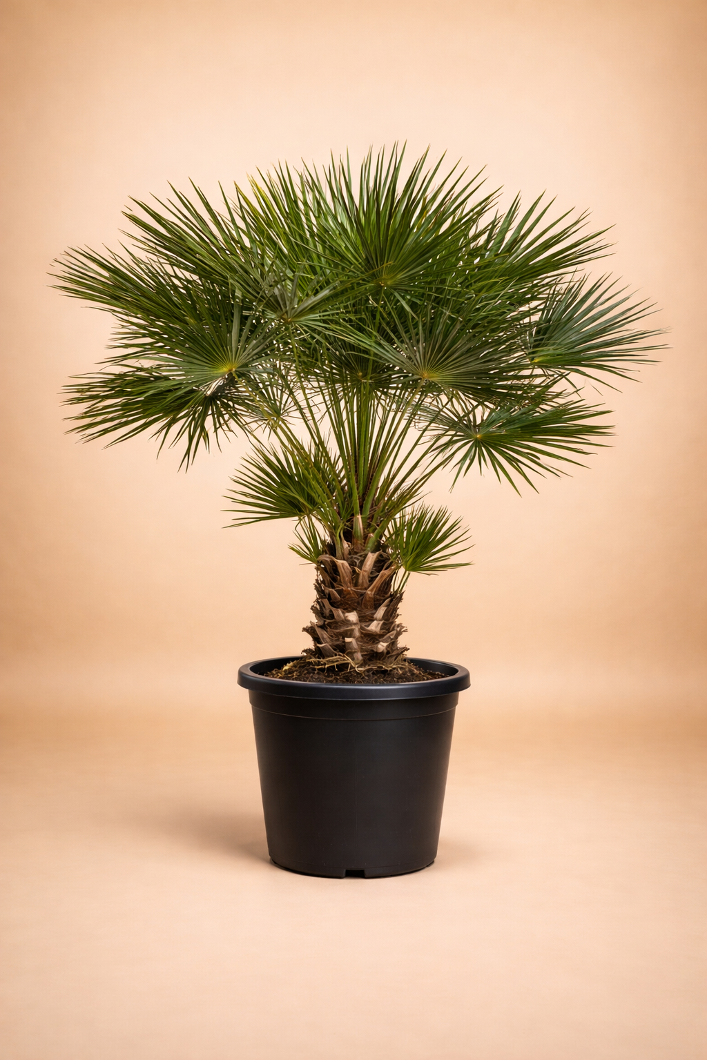 Chamaerops Humili...