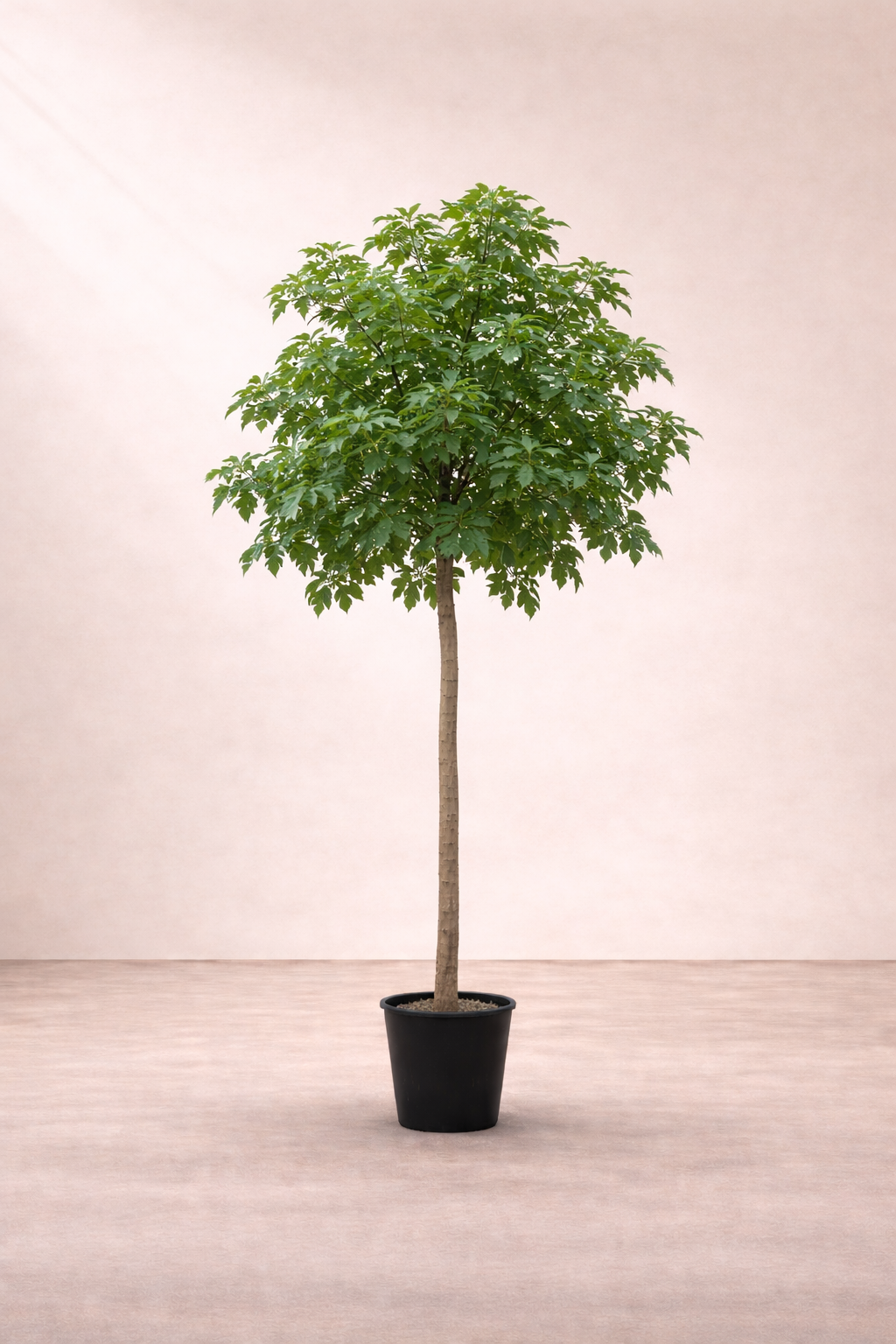 Brachychiton Discolour Tree - شجرة براكيشيتون ديسكولور