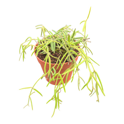 Hoya Linearis - نبات داخلي