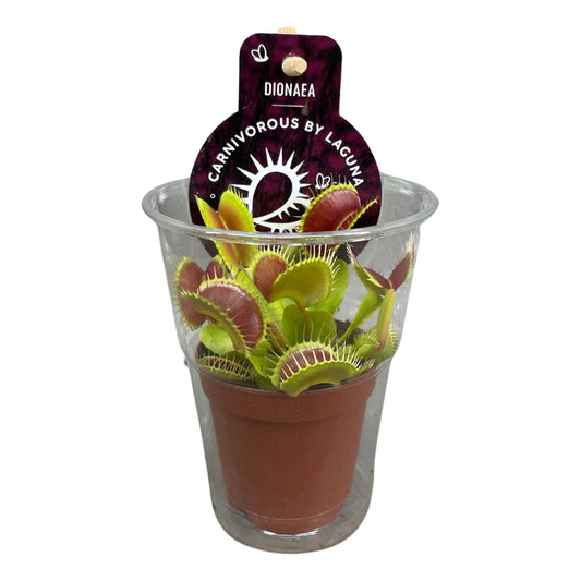 Dionaea Muscipula In Cup - Insect Eating Plant - Indoor Plant