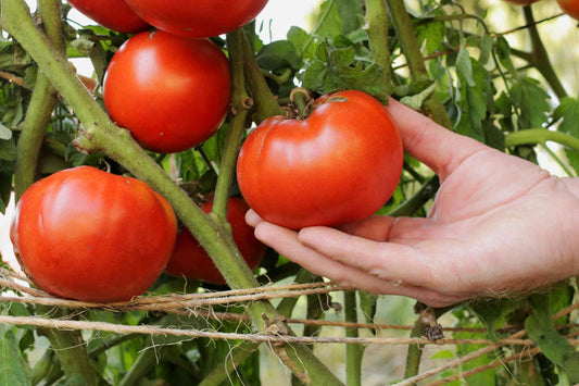 Organic Beefsteak Tomato Seeds - بذور طماطم بيفستيك عضوية