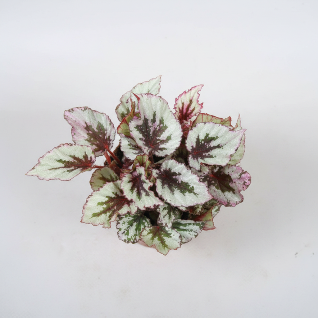 Begonia Beleaf Evening Glow – Top View
