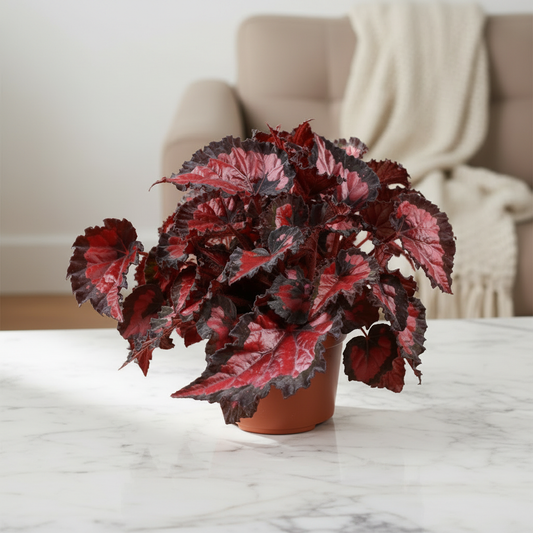 Begonia Beleaf Inca Night – Better Table Zoomed Out