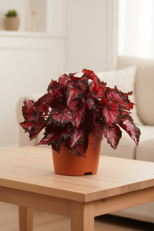 Begonia Beleaf Inca Night - Cozy Living Room Tabletop