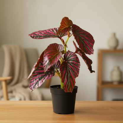 Begonia Brevirimosa Ssp. Exotica – Cozy Living Room Tabletop