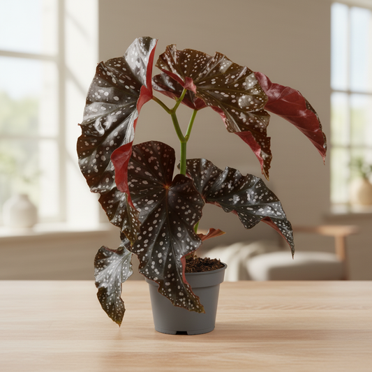 Begonia Cracklin Rosie on a tabletop
