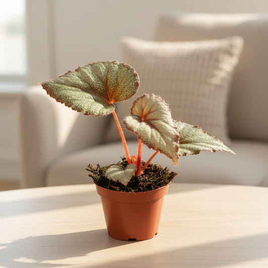 Begonia Flamingo Soul in a cozy bright room