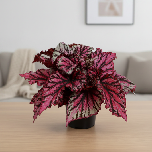 Begonia Lambada – Zoomed Out