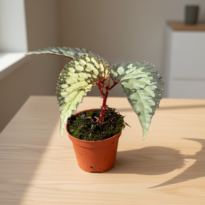 Begonia Lucifer lifestyle photo