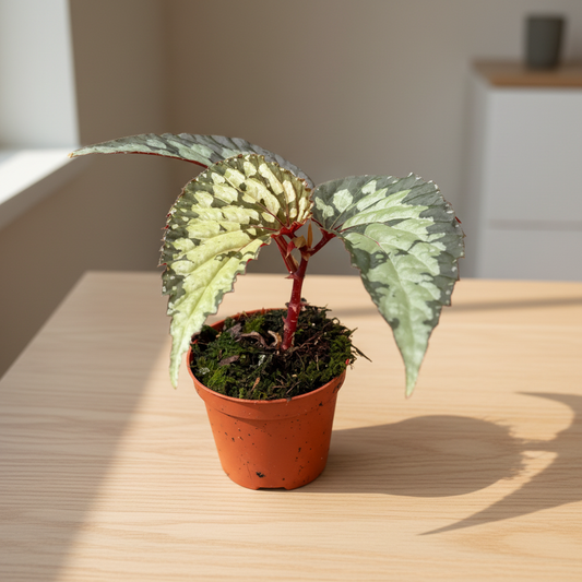 Begonia Lucifer - Rare Indoor Plant - نبات داخلي