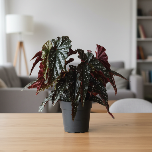 Begonia Maculata Black Forest – Modern Tabletop