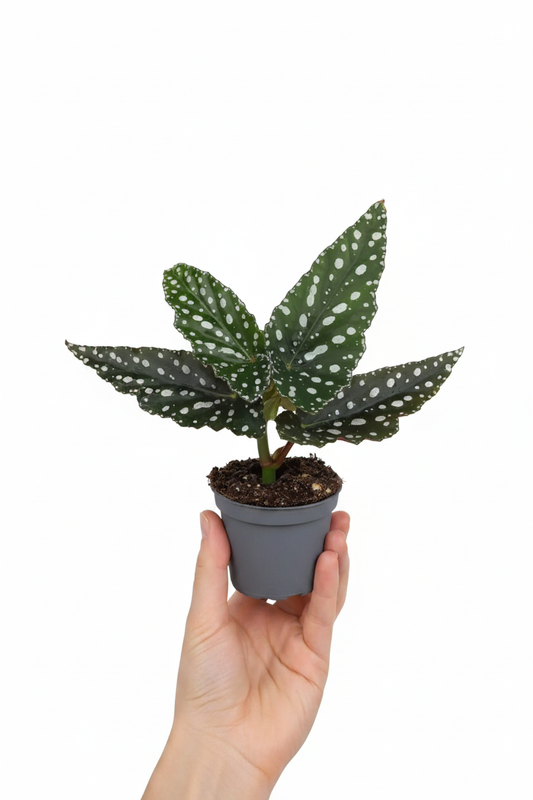 Begonia Maculata - Hand Holding White Background 6cm Pot