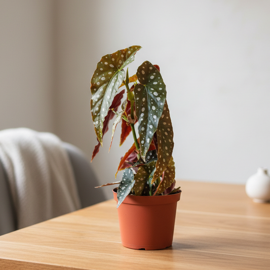 Begonia Maculata - Terracotta Plastic Pot Living Room