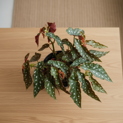Begonia Maculata Wightii – Top View