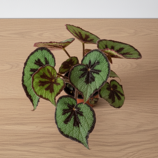 Begonia Masoniana Mountain – Modern Tabletop