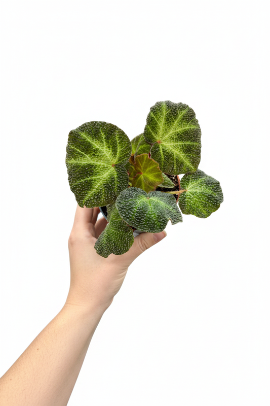 Begonia Rex Soli Mutata - Fair Female Hand Pure White Background