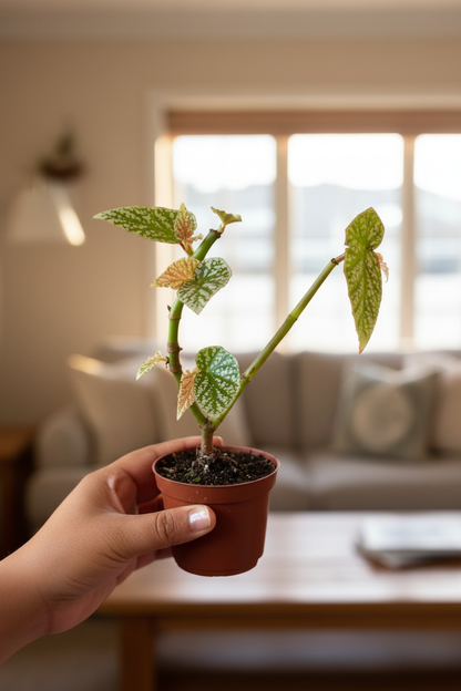 Begonia Snow Capped - Fair Lady Hand Living Room