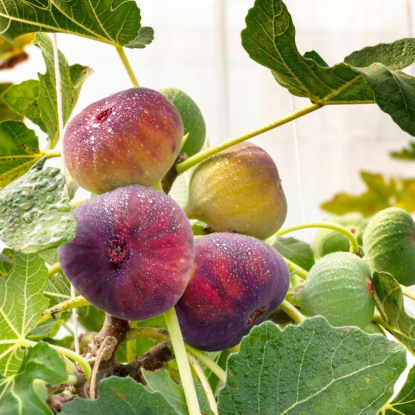 Fig Tree - Ficus carica Rouge de Bordeaux - شجرة التين