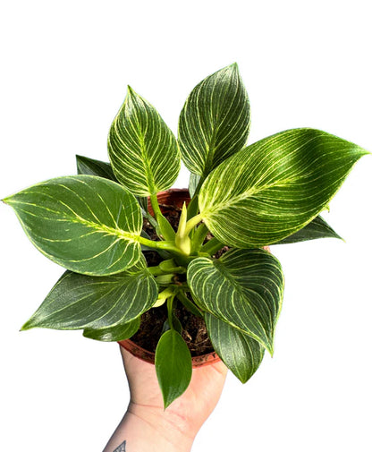 philodendron white veins Philodendron White Veins - Indoor House Plant
