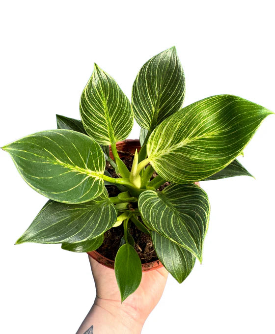 Philodendron White Veins with dark green leaves and striking white veins, displayed in a stylish indoor setting.