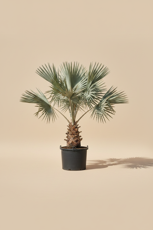 Bismarckia Palm - Beige Sunlit