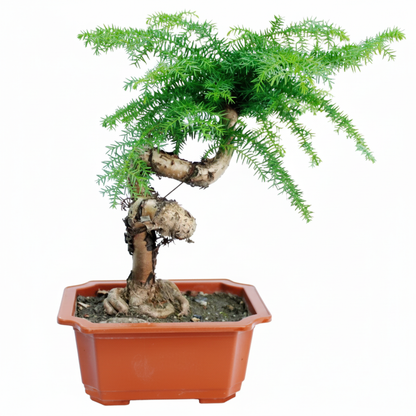 Bonsai on White Background