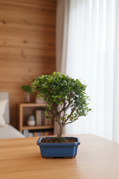 Bonsai Rhododendron Indicum — Cozy Window Setup