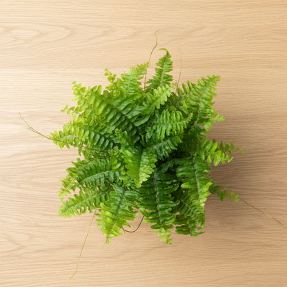 Boston Fern — Top View