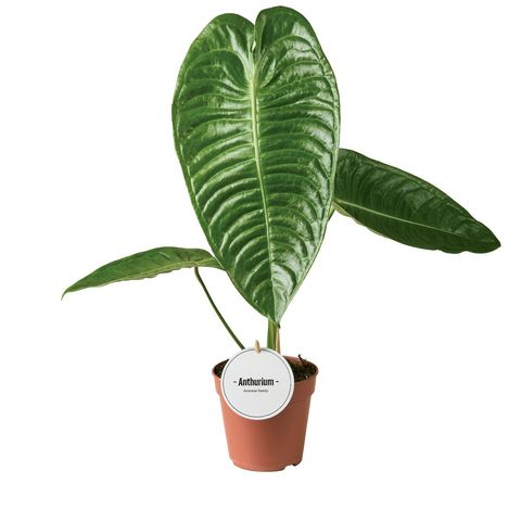 Anthurium Veitchi...