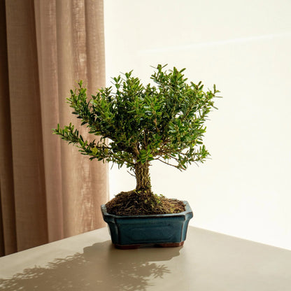 Bonsai Plant - نبتة بونساي داخلية