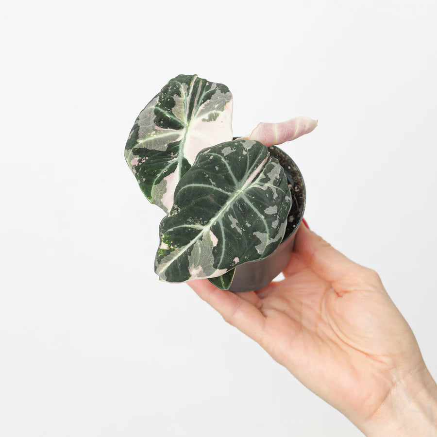 Alocasia Black Ve...