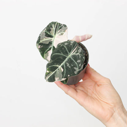 Alocasia Black Velvet Pink Variegated - Rare Indoor Plant - ألوكاسيا - نبات داخلي
