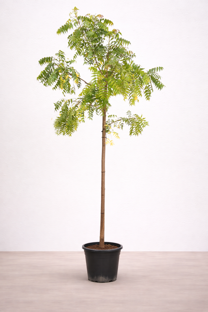 Neem Tree - Azadirachta Indica - شجرة النيم