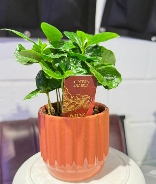 Coffee Plant With Pot - نبات داخلي - نبات القهوة العربية