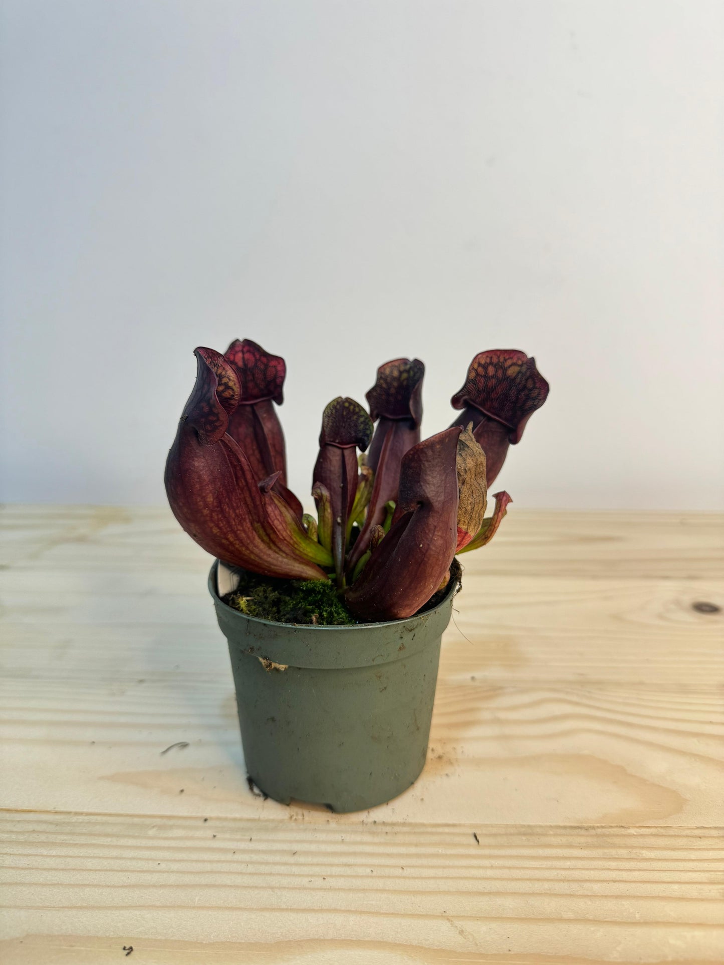 Sarracenia Plant - Insect Eating Plant - Indoor Plant