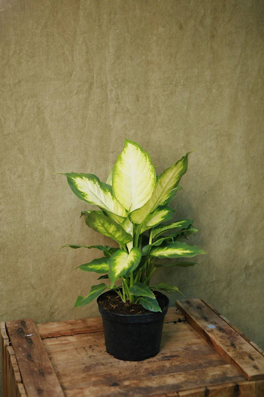 Dieffenbachia Camilla indoor house plant with lush green leaves featuring attractive patterns, perfect for indoor decoration.