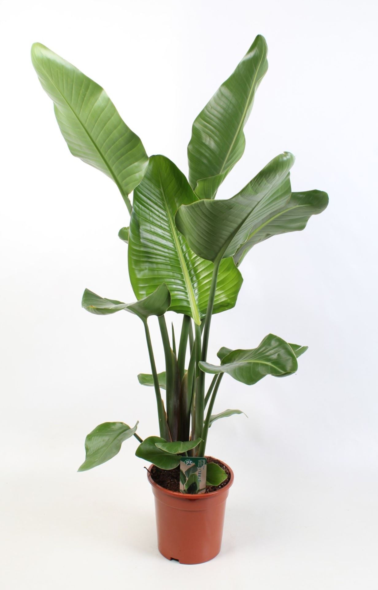 Strelitzia Nicolai (Bird of Paradise Plant) featuring large, lush banana-like leaves, standing 180cm tall, displayed in a stylish indoor setting.