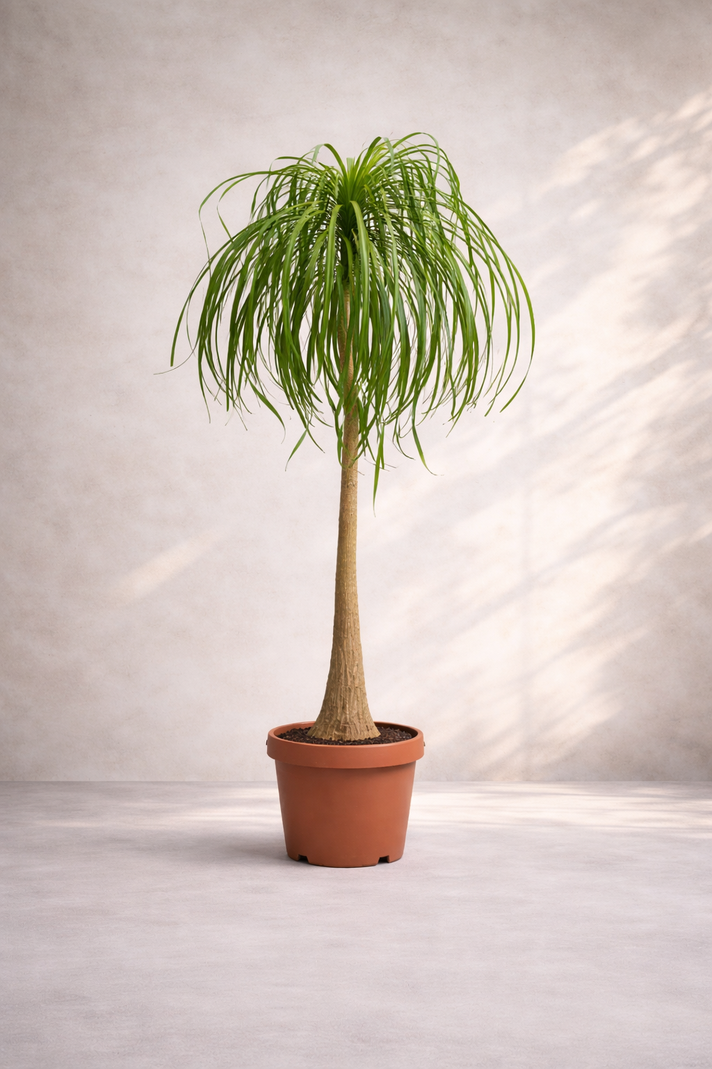 Nolina Recurvata ...