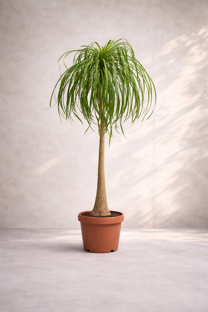Nolina Recurvata Beaucarnea 180cm - Pony Tail Palm - Indoor House Plant - نبات داخلي