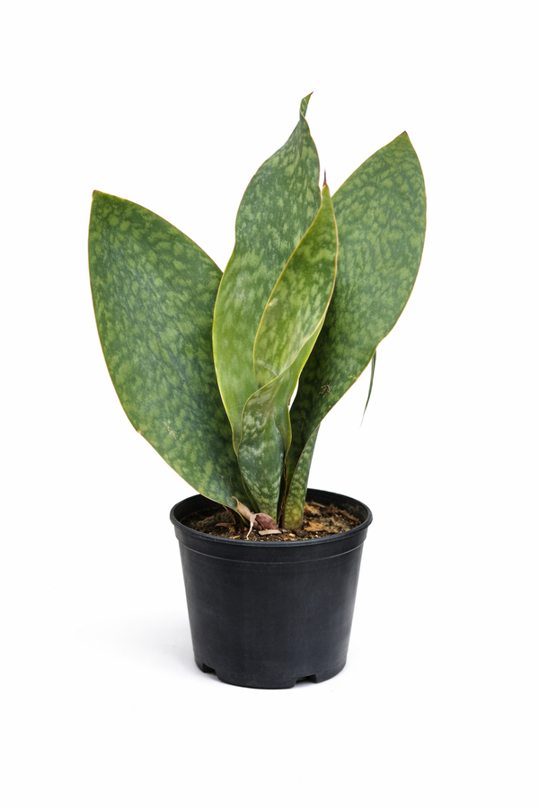 Sansevieria Whale Fin – Indoor Snake Plant | نبات داخلي