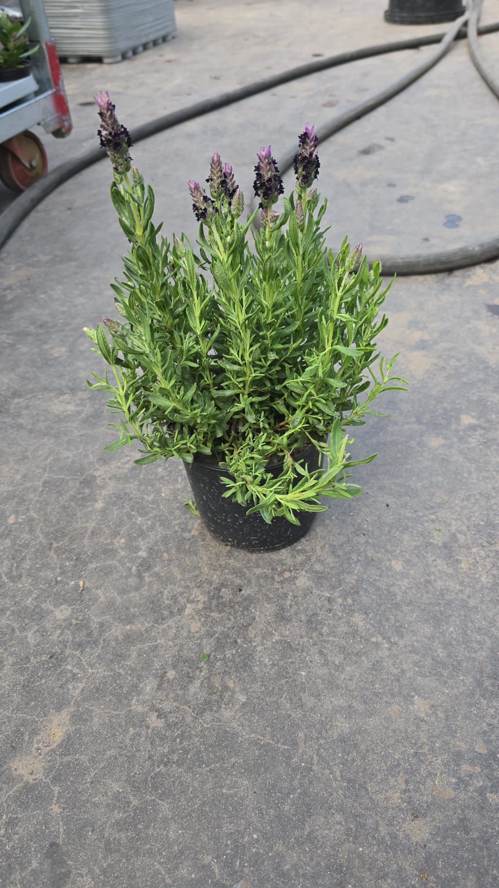 Organic Lavender Plant -  نبات لافندر