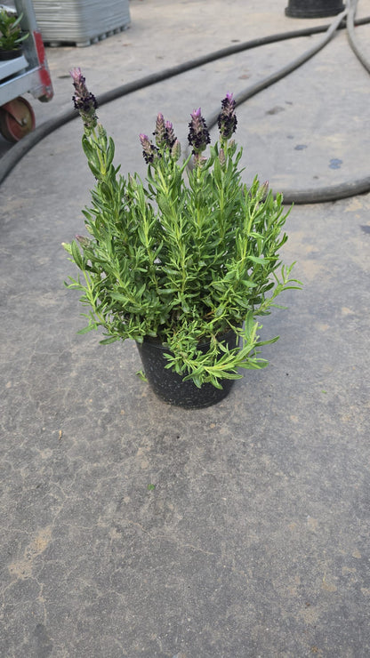 Organic Lavender Plant -  نبات لافندر