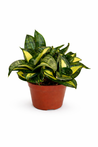 Sansevieria Hahnii Twister Tsunami - Snake Plant - نبتة داخلية