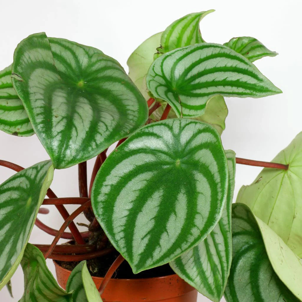 Peperomia Argyreia - Watermelon Peperomia - Indoor House Plant